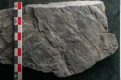 Foto (Detailansicht) von Calamites cistii Brongniart (NHMW-GEO-2024-0188-10984)